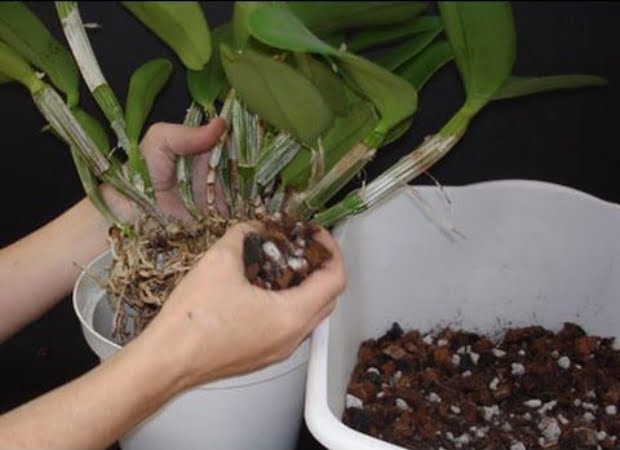 Como plantar Orquídeas em vaso passo a passo