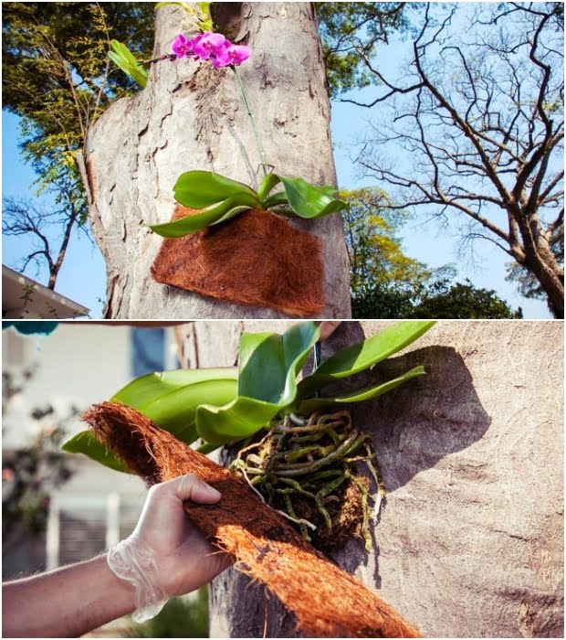 Como plantar orquídeas em árvores passo a passo
