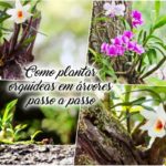 Como plantar orquídeas em árvores passo a passo