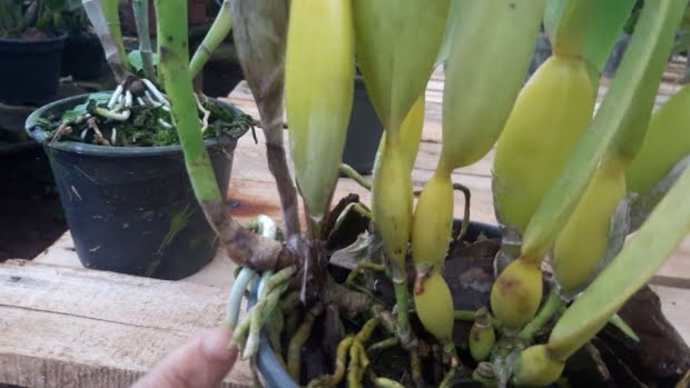 Como plantar Orquídeas em vaso passo a passo