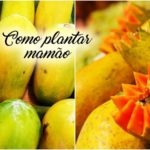 Como plantar mamão passo a passo