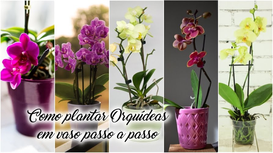 Como Plantar Orqu Deas Em Vaso Passo A Passo