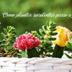 Como plantar suculentas